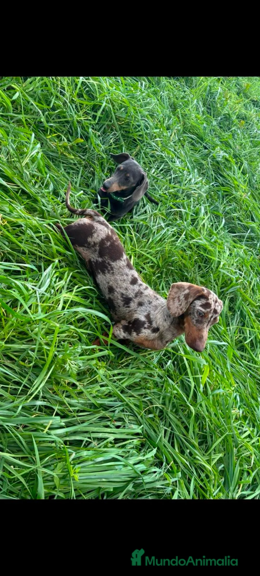 Teckel perros en venta: Disponible Teckels de Calidad  - Anuncio 8