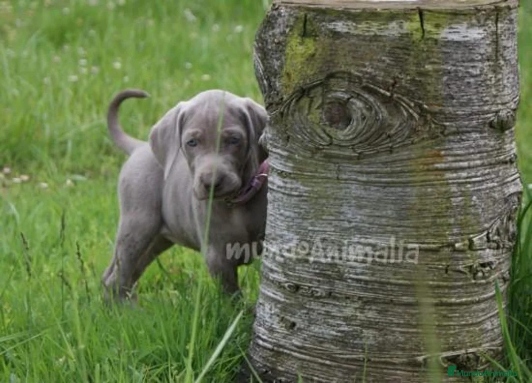 Imagen de galería {{count}}