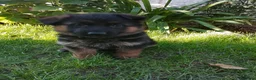 Pastor Alemán perros en venta: Cacharro de pastor alemán  - Anuncio 5