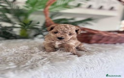 Caniche Toy perros en venta: CANICHE TOY - Anuncio 13