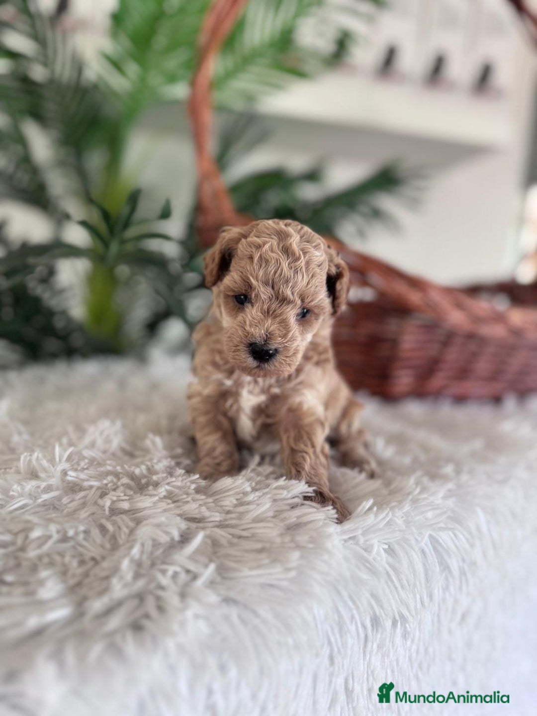 Caniche Toy perros en venta: CANICHE TOY - Anuncio 13