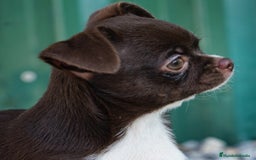Chihuahua perros en venta: ✨ Conoce , Paddy y Rhonda ✨ - Imagen 4