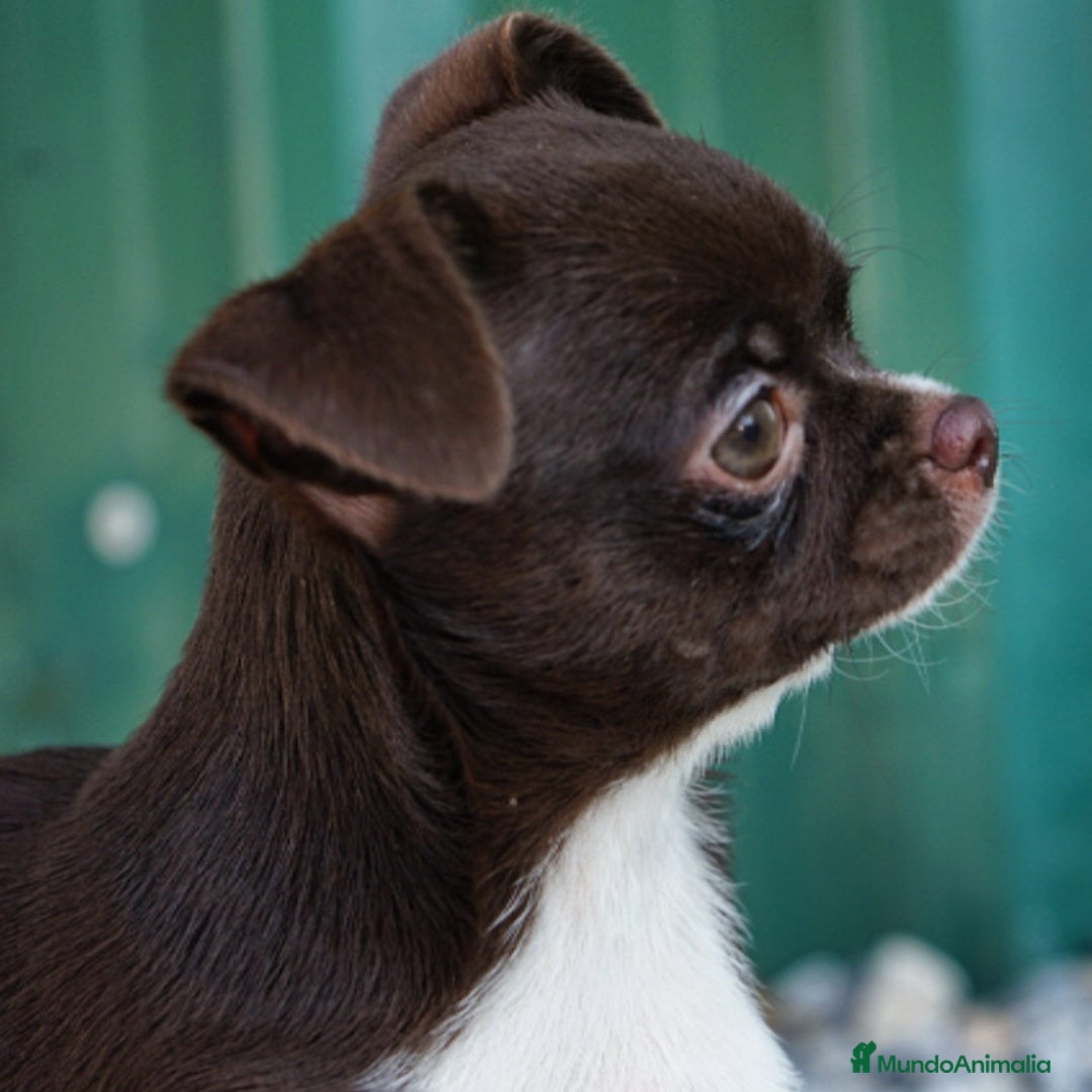 Chihuahua perros en venta: ✨ Conoce , Paddy y Rhonda ✨ - Imagen 4