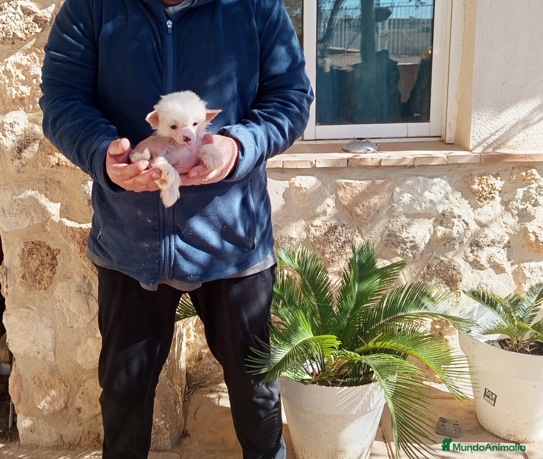 Perro Crestado Chino perros en venta: Crestado chino hairless mini - Anuncio 1