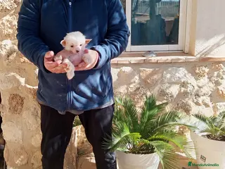 Perro Crestado Chino perros Crestado chino hairless mini - Anuncio 1