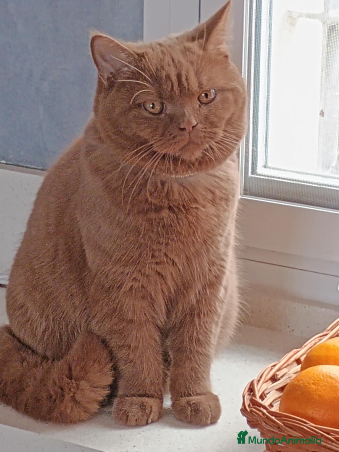 Británico de Pelo Corto gatos en venta: Brirish chocolate y cinnamon  - Anuncio 1