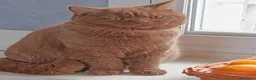 Británico de Pelo Corto gatos en venta: Brirish chocolate y cinnamon  - Anuncio 1