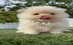 Pomerania perros en venta: POMERANIA HEMBRA - Imagen 24