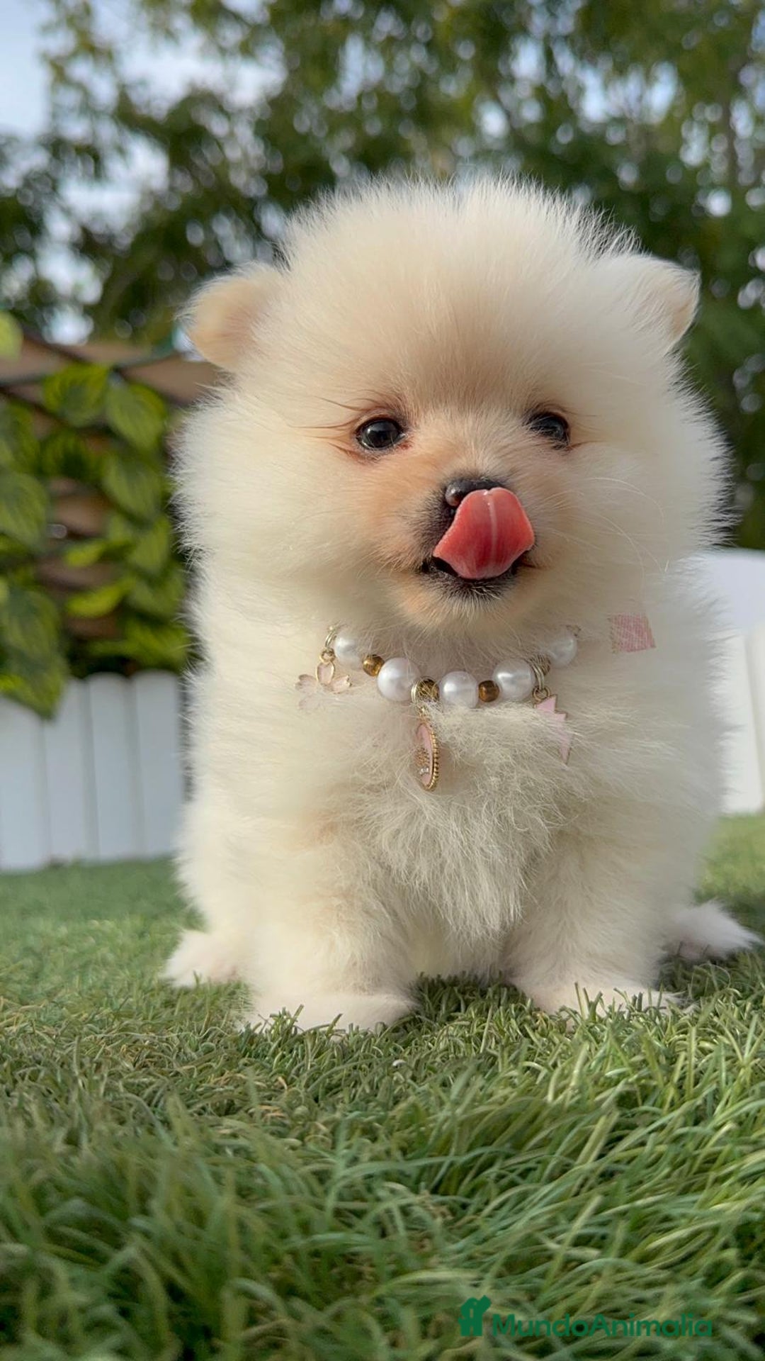 Pomerania perros en venta: POMERANIA HEMBRA - Imagen 24