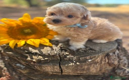 Maltipoo perros en venta: Maltipoo fotos actuales de los cachorros!! - Imagen 10