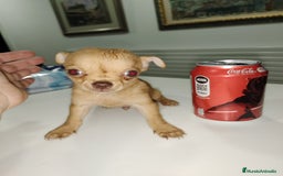 Chihuahua perros en venta: Chihuahua Macho toys - Imagen 2