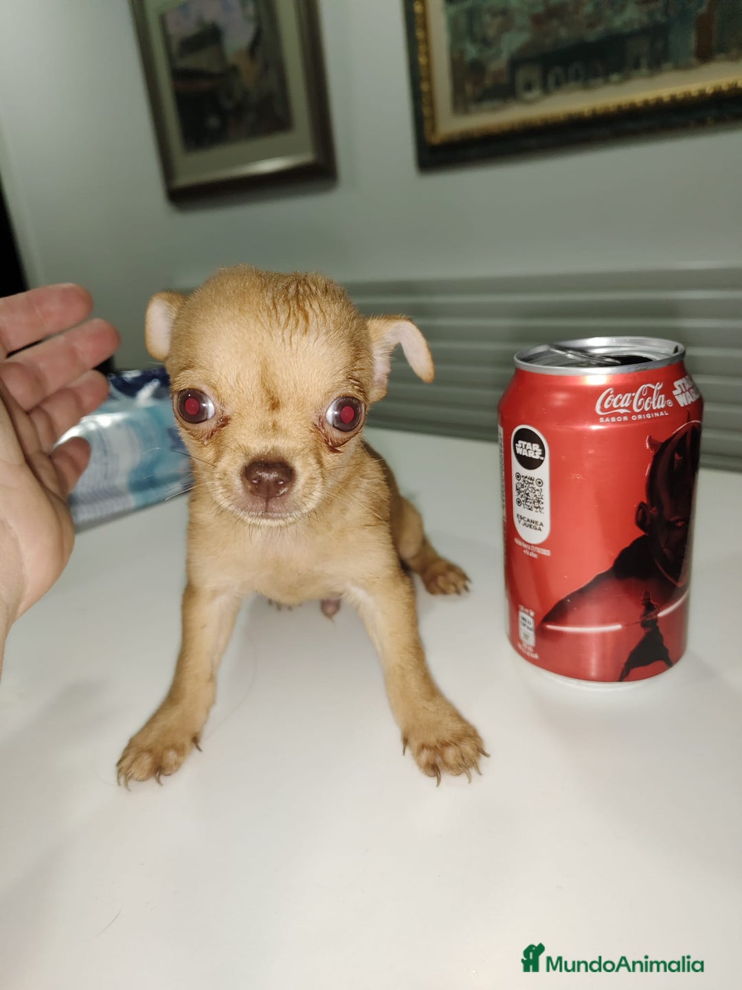 Chihuahua perros en venta: Chihuahua Macho toys - Imagen 2