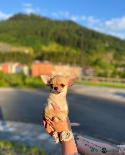 Imagen de galería {{count}}