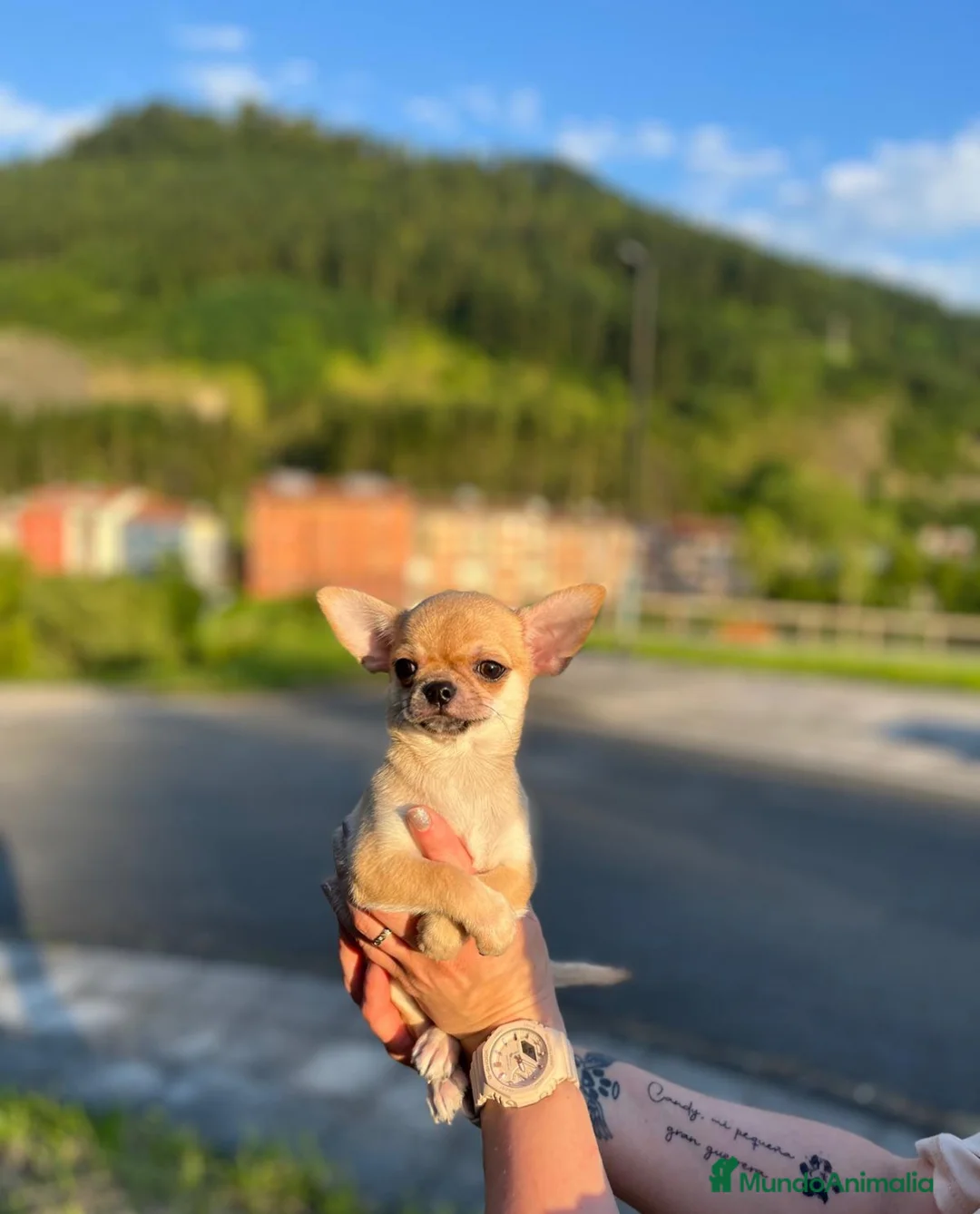 Imagen de galería {{count}}