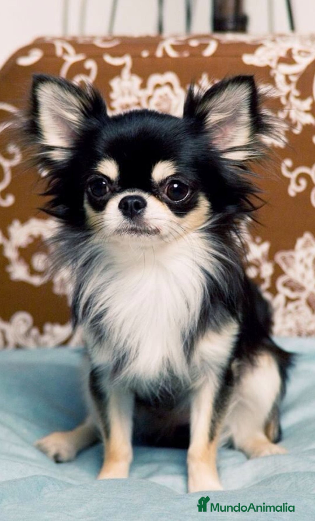 Chihuahua perros en venta: Mini chihuahua  - Anuncio 1