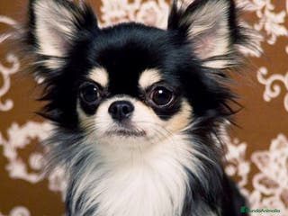 Chihuahua perros Mini chihuahua - Anuncio 32