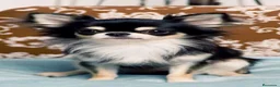 Chihuahua perros en venta: Mini chihuahua  - Anuncio 1