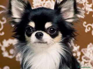 Chihuahua perros Mini chihuahua - Anuncio 15