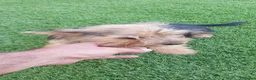 Yorkshire Terrier perros en venta: Yorkshire Terrier  - Anuncio 2