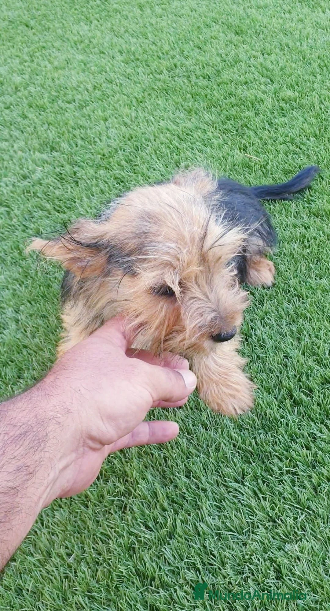 Yorkshire Terrier perros en venta: Yorkshire Terrier  - Anuncio 2
