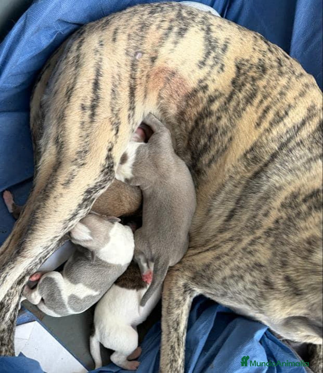 Whippet perros en venta: WHIPPET MALAGA  - Imagen 4