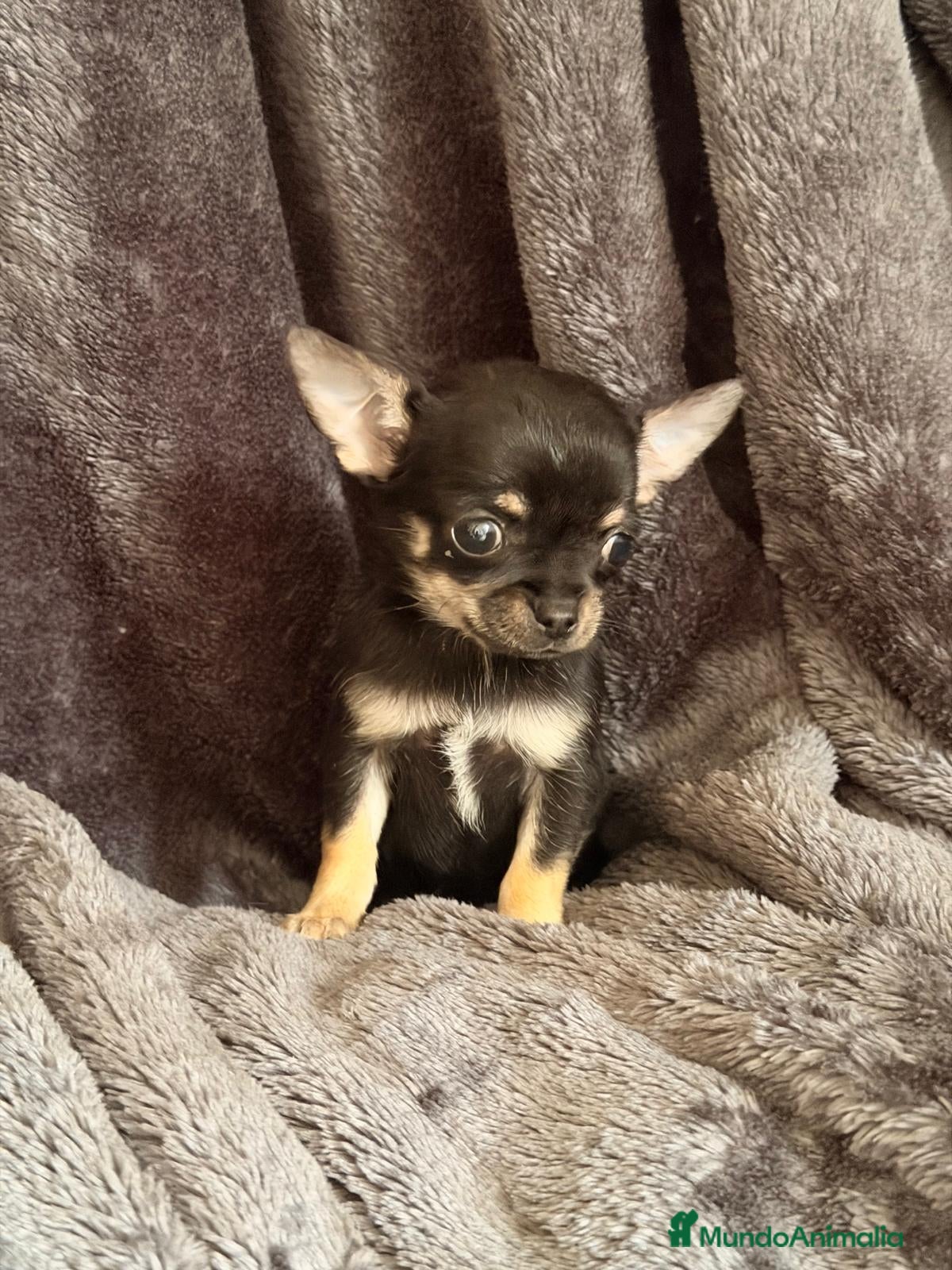 Chihuahua perros Chihuahua Toy super pequeños preciosos  - Anuncio 1