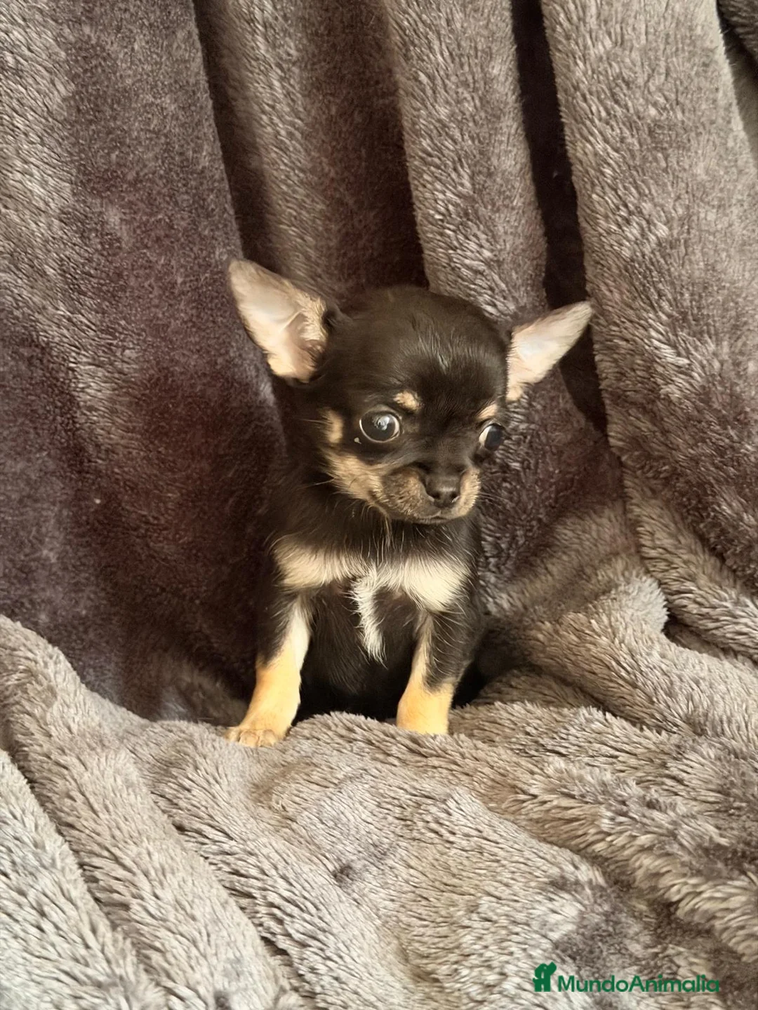 Chihuahua perros en venta: Chihuahua Toy super pequeños preciosos  - Anuncio 1