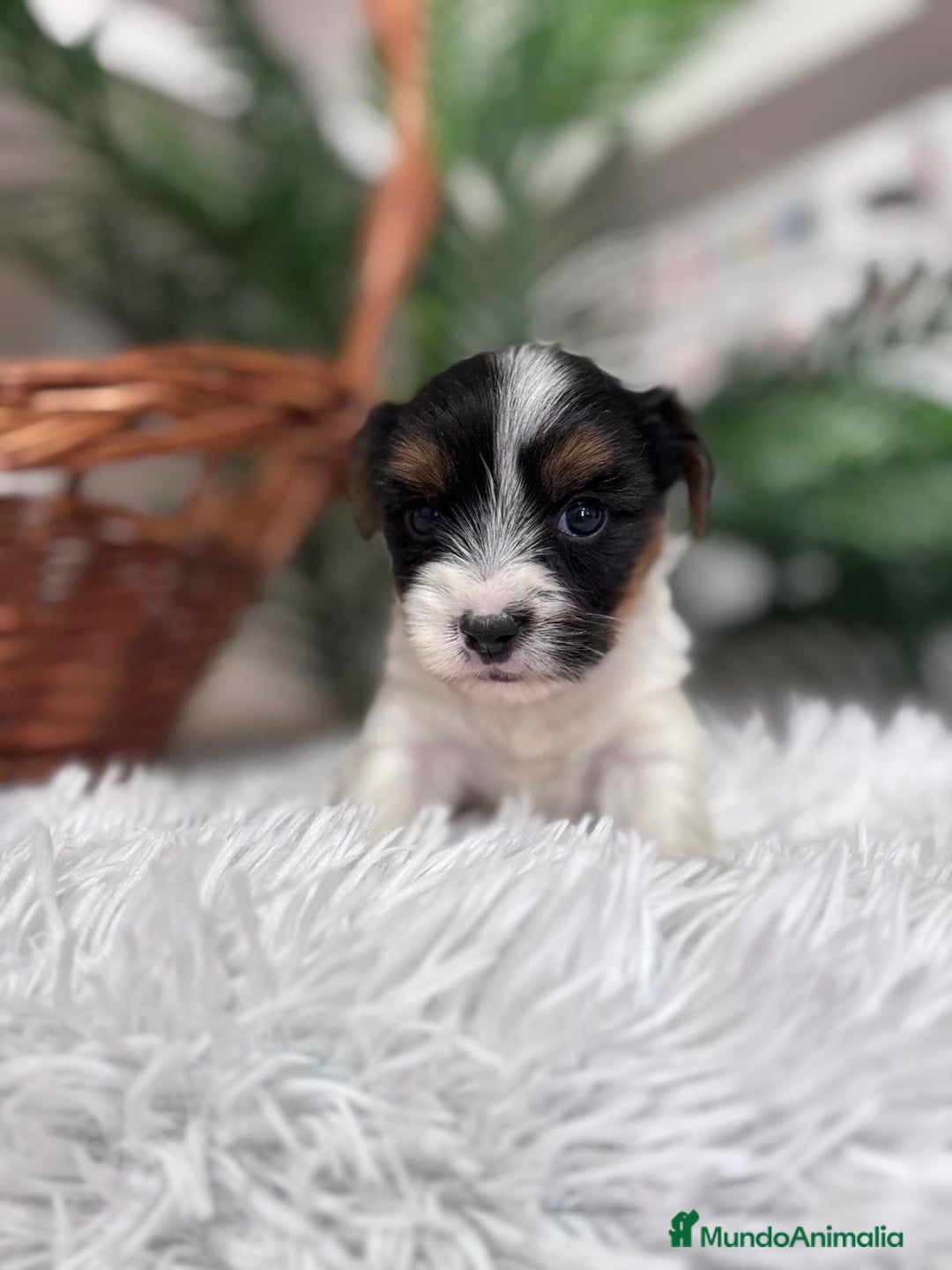 Yorkshire Terrier perros en venta: YORKSHIRE BIEWER - Anuncio 11