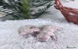 Maltipoo perros en venta: MALTIPOO HEMBRA - Imagen 5