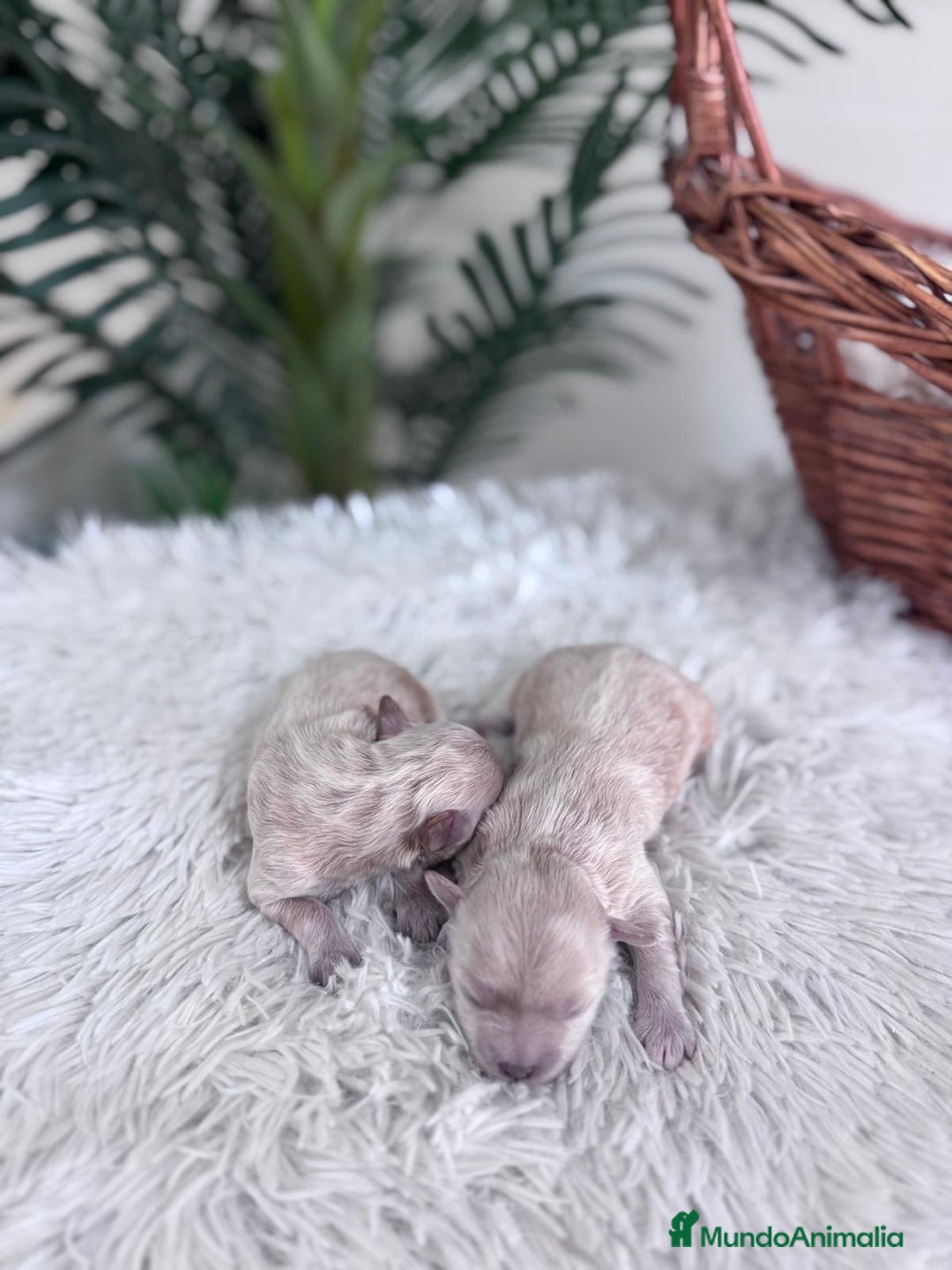 Maltipoo perros en venta: MALTIPOO HEMBRA - Imagen 5