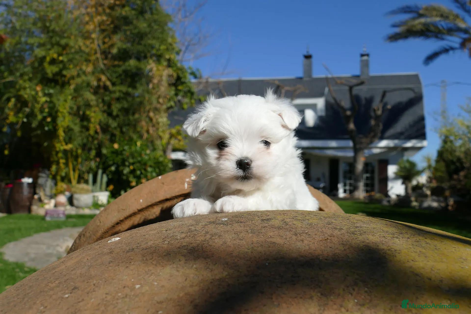 Bichón Maltés perros en venta: Cachorros de Bichón Maltés disponibles - Anuncio 2