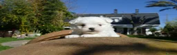 Bichón Maltés perros en venta: Cachorros de Bichón Maltés disponibles - Anuncio 2