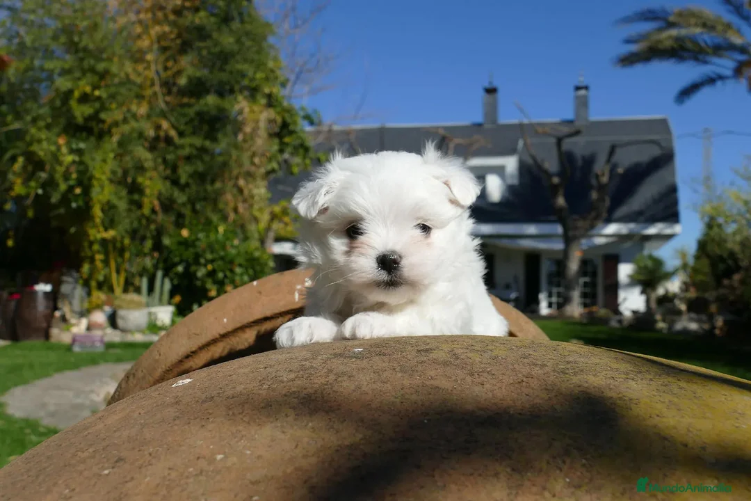 Bichón Maltés perros en venta: Cachorros de Bichón Maltés disponibles - Anuncio 2