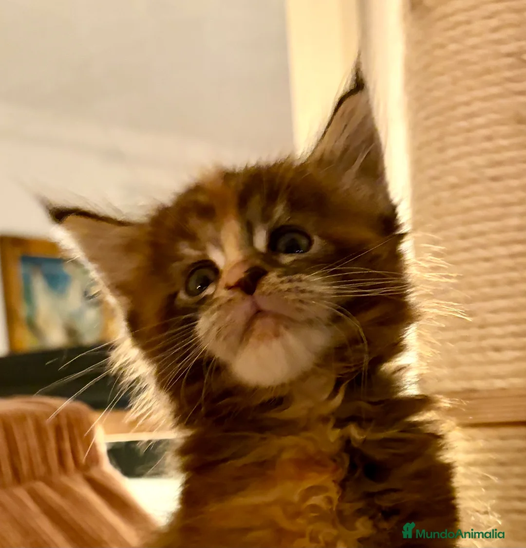 Maine Coon gatos en venta: Amy de Villaissabel  - Anuncio 1