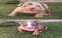 American Bully perros en venta: PRECIOSOS CACHORROS AMERICAN BULLY - Imagen 1