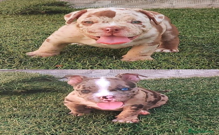 American Bully perros - Anuncio 1