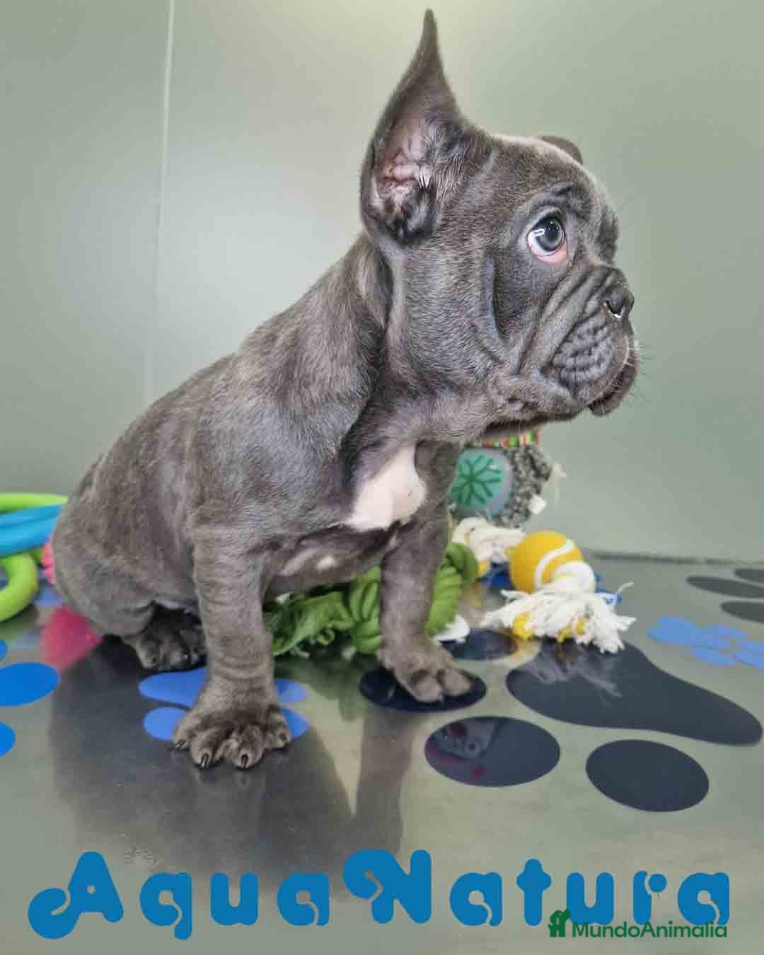 Bulldog Francés perros en venta: Bulldog Frances Macho CJMM 2663 AQUANATURA - Anuncio 6