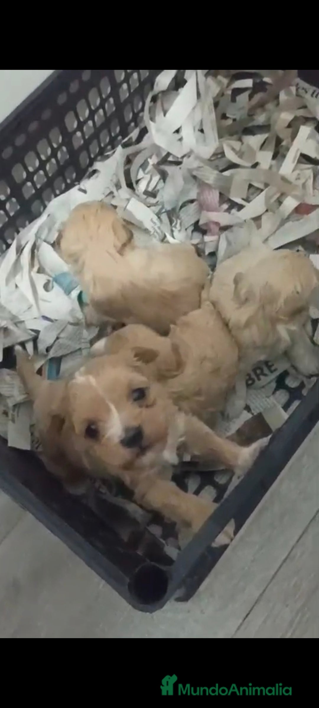 Maltipoo perros en venta: Maltipoo hembra y macho  - Anuncio 1