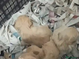 Maltipoo perros Maltipoo hembra y macho - Anuncio 3