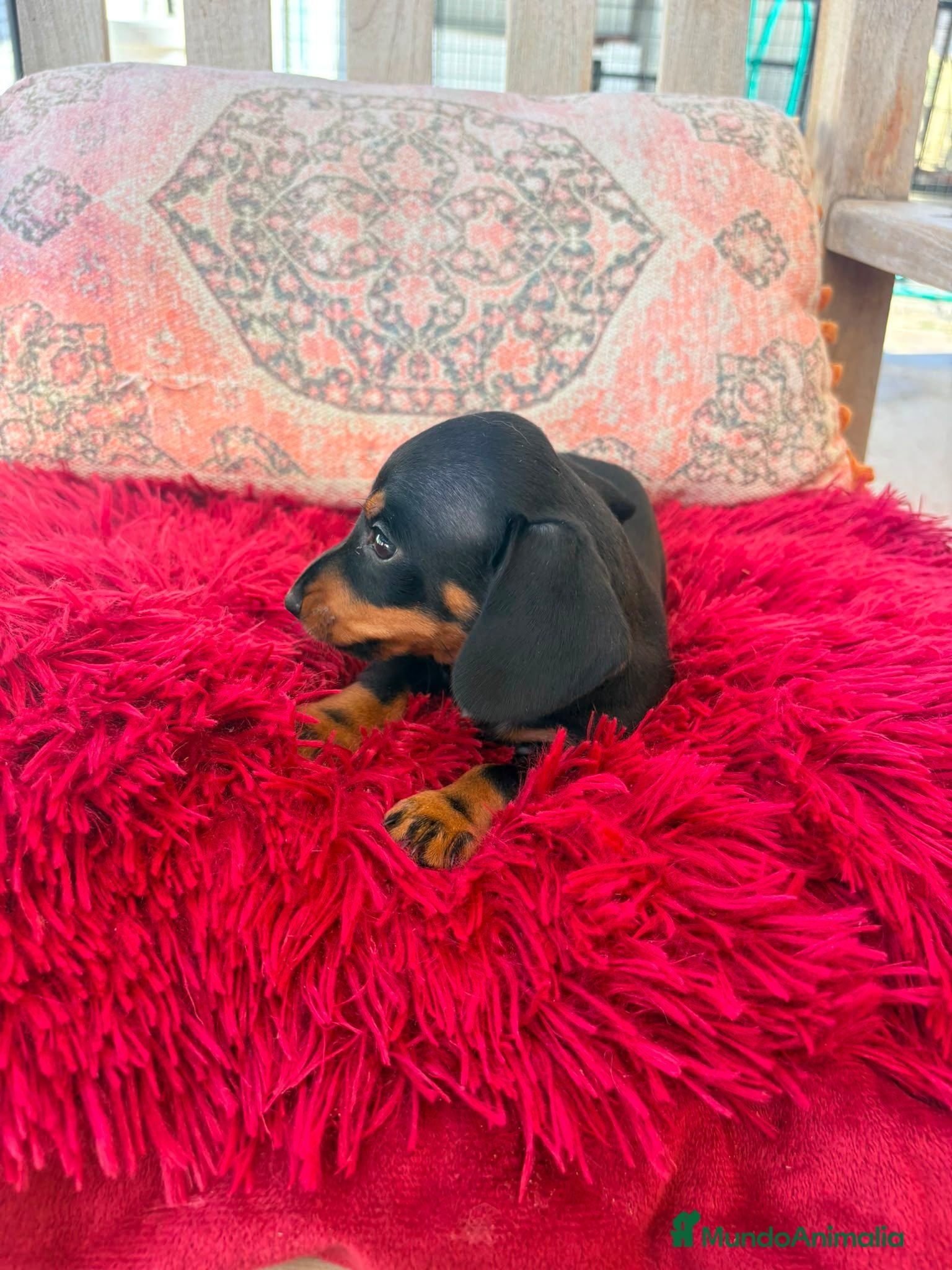 Teckel Miniatura perros Teckel kaninchen  - Anuncio 1