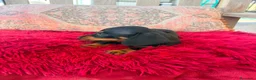 Teckel Miniatura perros en venta: Teckel kaninchen  - Anuncio 1