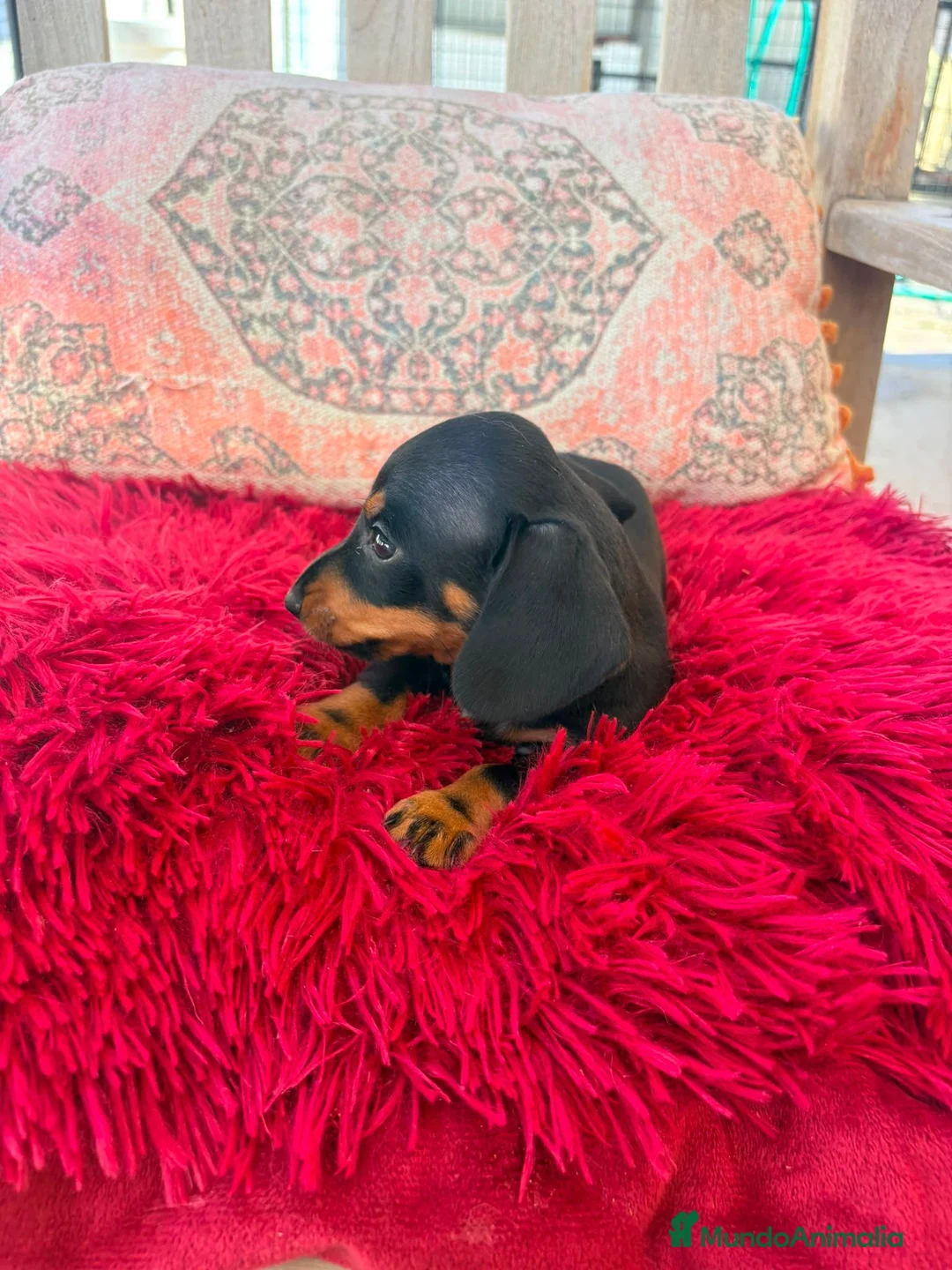 Teckel Miniatura perros en venta: Teckel kaninchen  - Anuncio 1