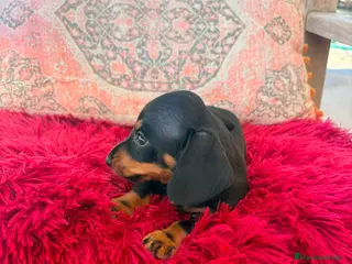 Teckel Miniatura perros Teckel kaninchen - Anuncio 2