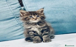 Maine Coon gatos en venta: Maine coon rey - diez - Imagen 8