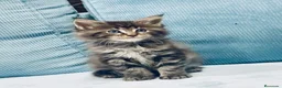 Maine Coon gatos en venta: Maine coon rey - diez - Anuncio 8