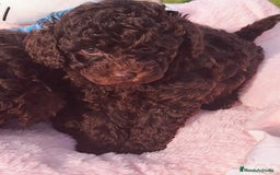 Caniche Enano perros en venta: Excelentes Cachorros de Caniche 🐩 - Imagen 1