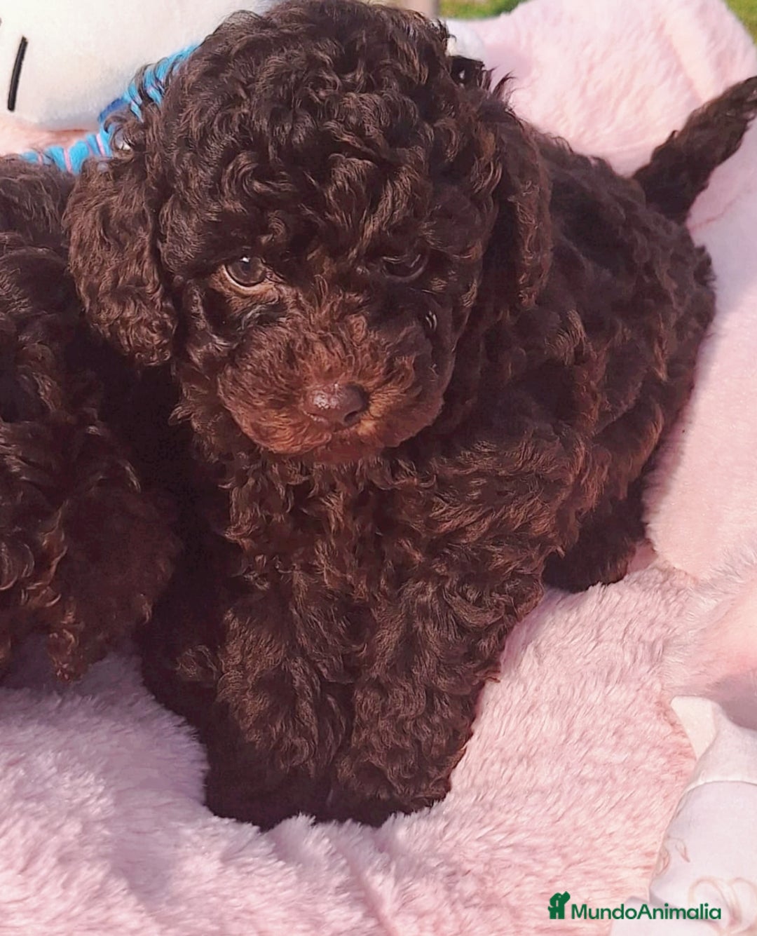 Caniche Enano perros en venta: Excelentes Cachorros de Caniche 🐩 - Imagen 1