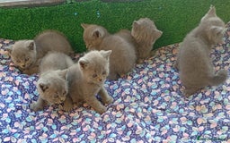 Británico de Pelo Corto Azul gatos en venta: British Shorthair  - Imagen 2