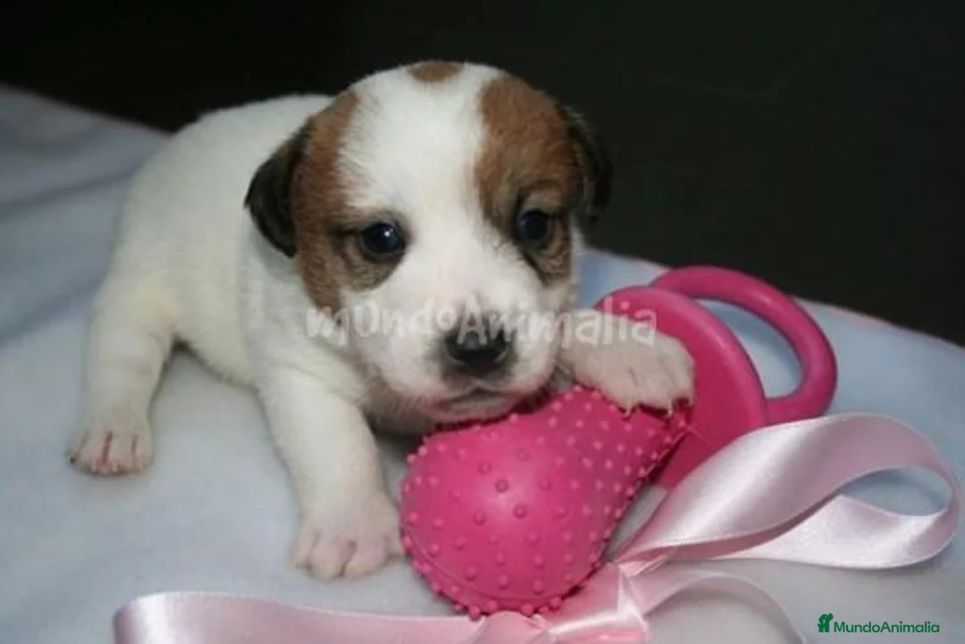 Imagen de galería {{count}}