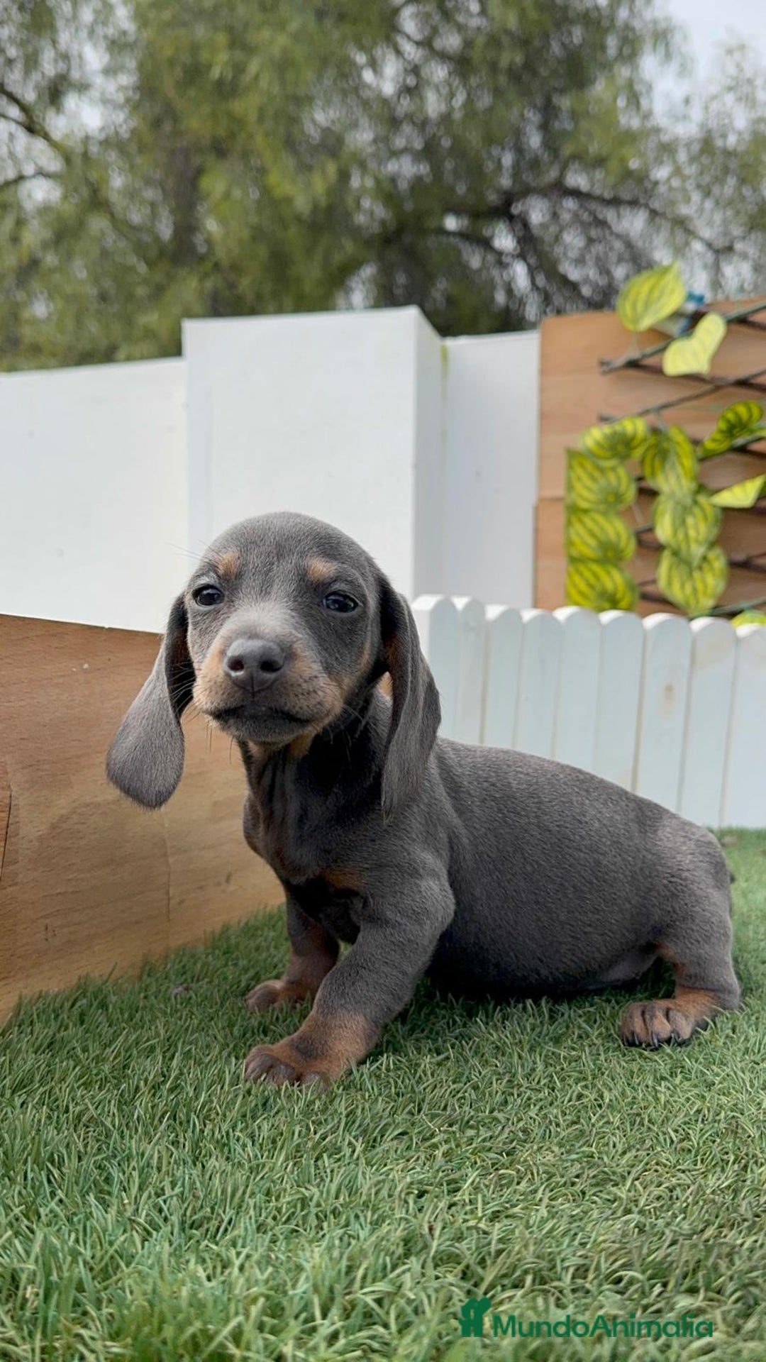 Teckel Miniatura perros en venta: TECKEL MINIATURA - Anuncio 2